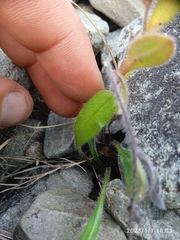Myosotis australis