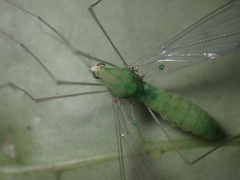 Leptotarsus viridis