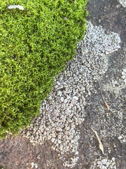 Acarosporaceae