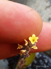 Myosotis australis