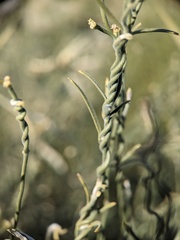 Funastrum hirtellum
