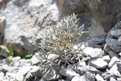 Lignocarpa carnosula