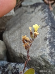 Myosotis australis