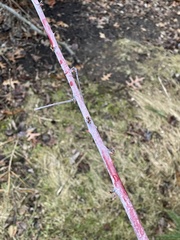 Rubus occidentalis
