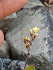 Myosotis australis