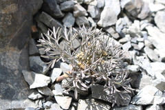 Lignocarpa carnosula