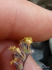 Myosotis australis