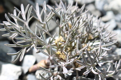 Lignocarpa carnosula
