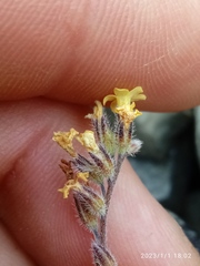 Myosotis australis