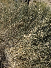 Funastrum hirtellum