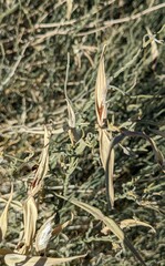 Funastrum hirtellum