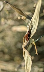 Funastrum hirtellum