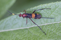 Compsocryptus melanostigma