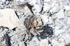 Notothlaspi rosulatum