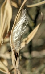 Funastrum hirtellum