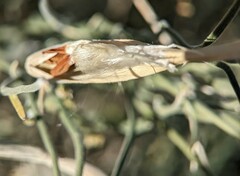 Funastrum hirtellum