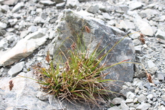 Luzula traversii traversii