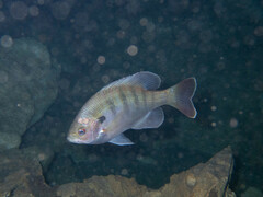 Lepomis macrochirus purpurascens