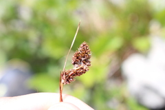 Luzula traversii traversii