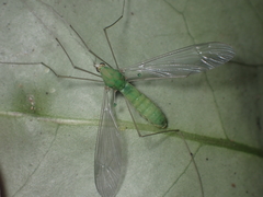 Leptotarsus viridis