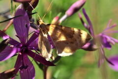 Gandaritis pyraliata