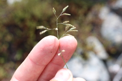 Poa colensoi