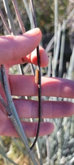 Danaus gilippus