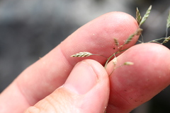 Poa colensoi