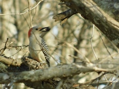 Melanerpes carolinus