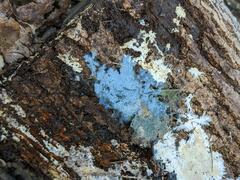 Byssocorticium atrovirens