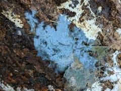 Byssocorticium atrovirens