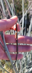 Danaus gilippus