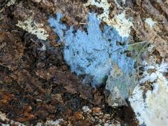 Byssocorticium atrovirens