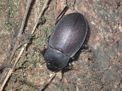 Mimopeus opaculus