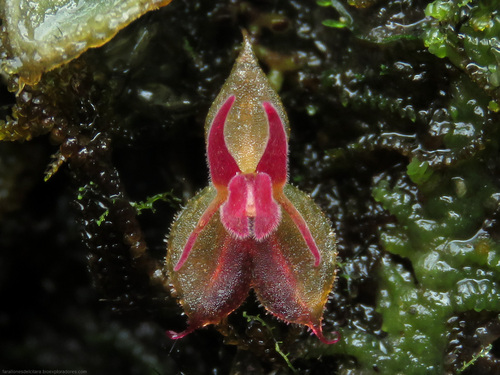 Lycocephala Orchid