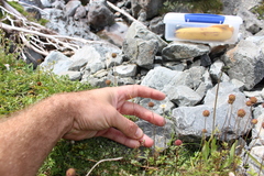 Poa breviglumis
