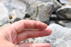 Poa breviglumis