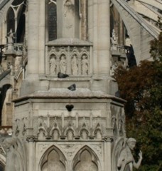Columba livia domestica