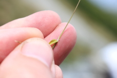 Poa breviglumis