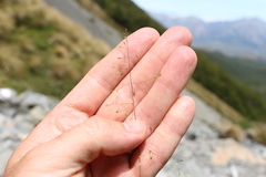 Poa breviglumis