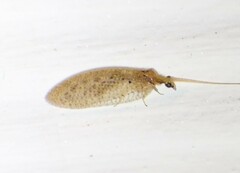 Hemerobius