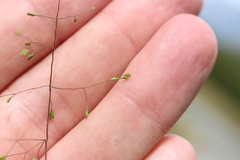 Poa breviglumis
