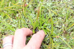Carex edura