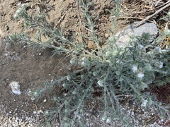 Johnstonella angustifolia