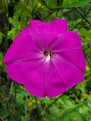 Ipomoea dumosa
