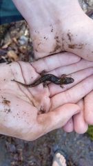 Desmognathus conanti