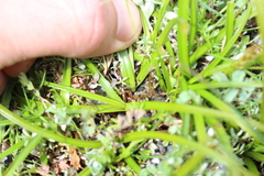 Carex edura