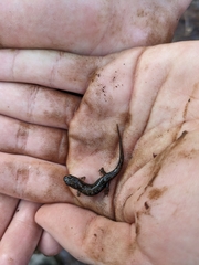 Desmognathus conanti