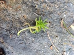 Portulaca grandiflora
