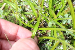 Carex edura